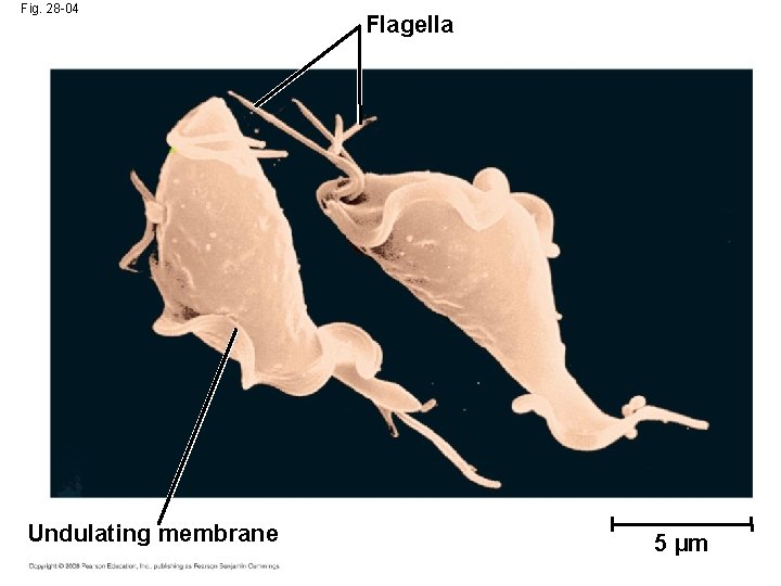 Fig. 28 -04 Undulating membrane Flagella 5 µm 