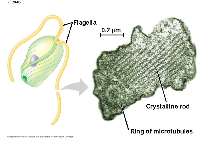 Fig. 28 -05 Flagella 0. 2 µm Crystalline rod Ring of microtubules 