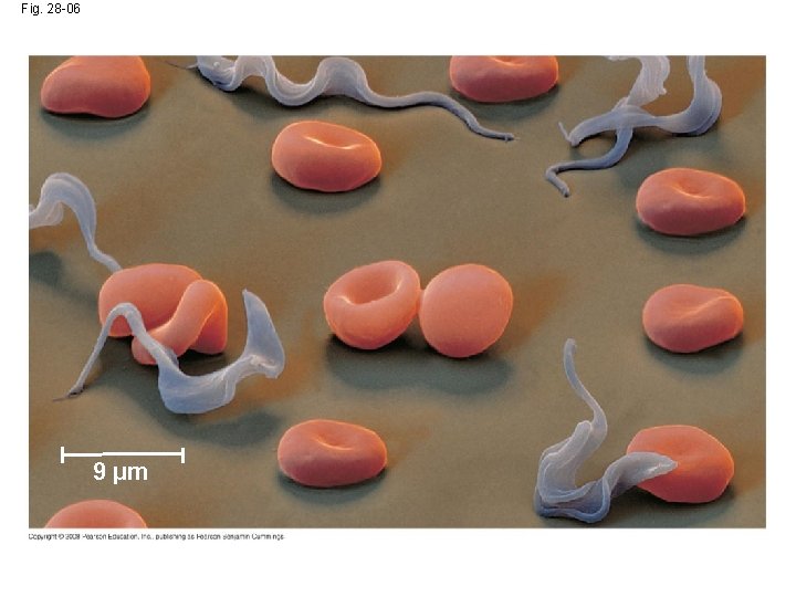 Fig. 28 -06 9 µm 