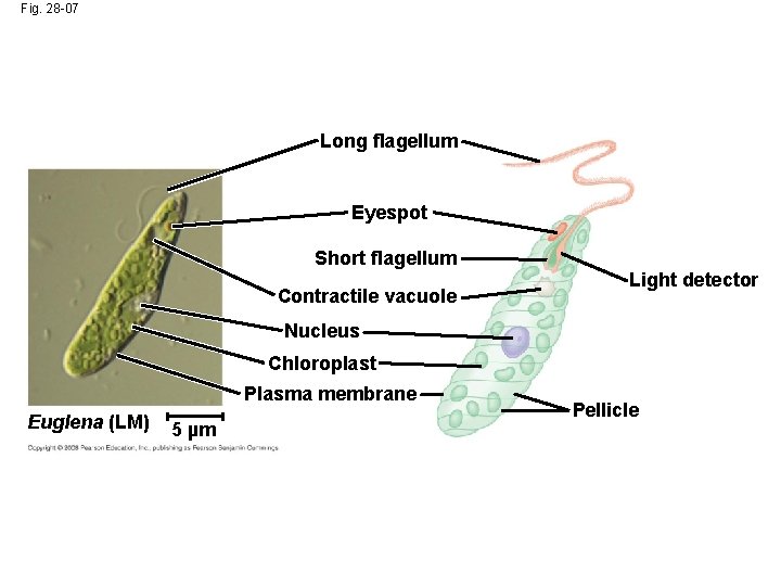 Fig. 28 -07 Long flagellum Eyespot Short flagellum Contractile vacuole Light detector Nucleus Chloroplast