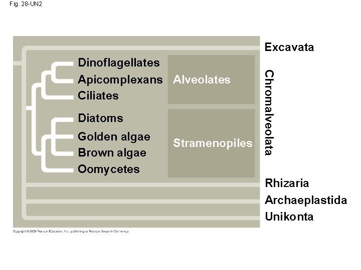 Fig. 28 -UN 2 Excavata Dinoflagellates Diatoms Golden algae Brown algae Oomycetes Stramenopiles Chromalveolata