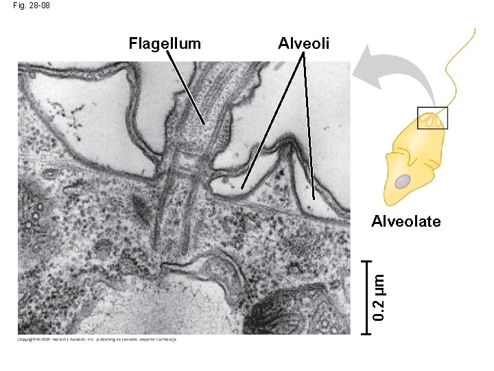 Fig. 28 -08 Alveoli Alveolate 0. 2 µm Flagellum 