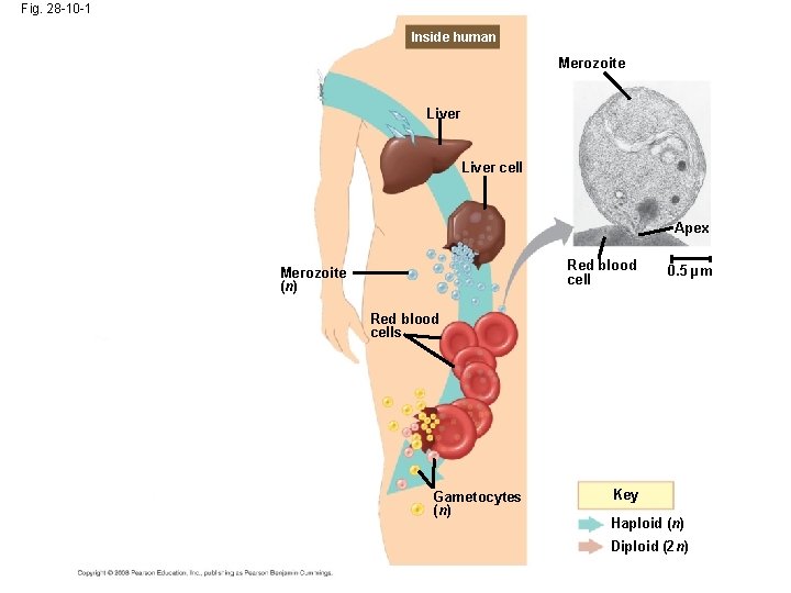 Fig. 28 -10 -1 Inside human Merozoite Liver cell Apex Red blood cell Merozoite