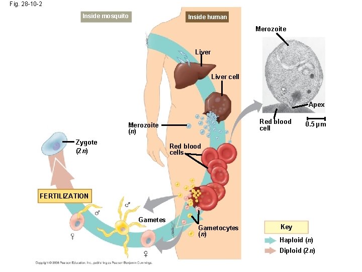 Fig. 28 -10 -2 Inside mosquito Inside human Merozoite Liver cell Apex Red blood