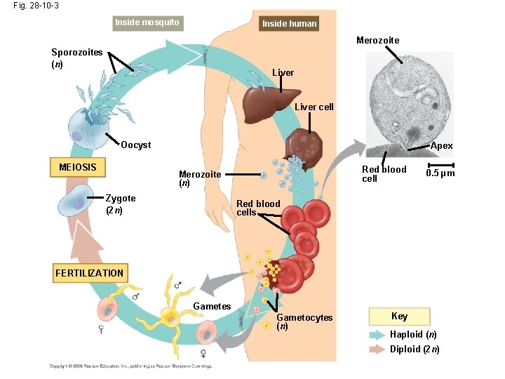 Fig. 28 -10 -3 Inside mosquito Inside human Merozoite Sporozoites (n) Liver cell Oocyst