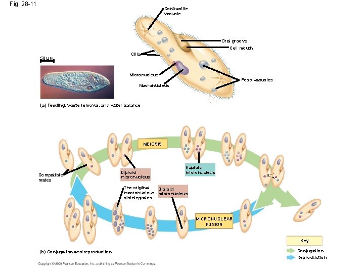 Fig. 28 -11 Contractile vacuole Oral groove Cell mouth 50 µm Cilia Micronucleus Food