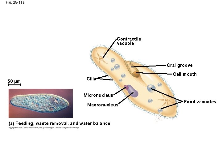 Fig. 28 -11 a Contractile vacuole Oral groove 50 µm Cilia Cell mouth Micronucleus