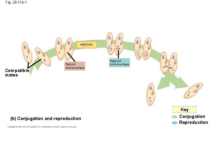 Fig. 28 -11 b-1 MEIOSIS Compatible mates Diploid micronucleus Haploid micronucleus Key (b) Conjugation