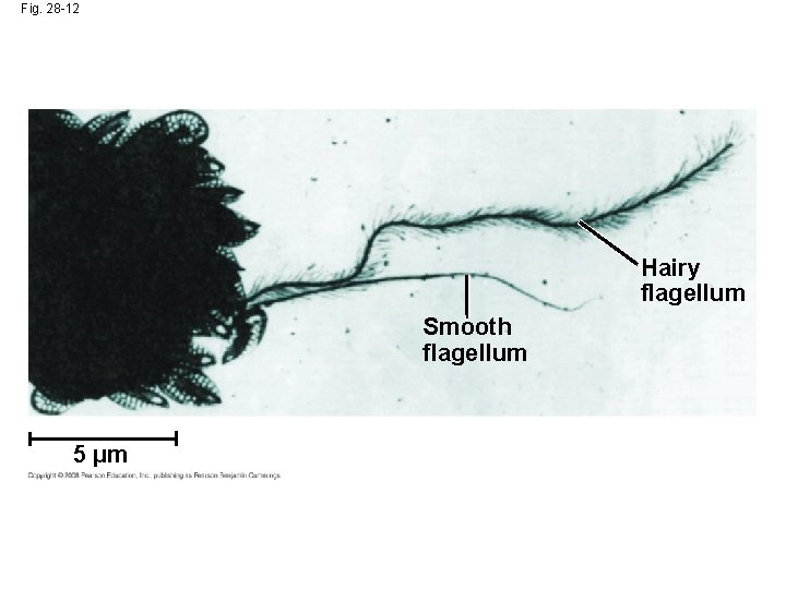 Fig. 28 -12 Hairy flagellum Smooth flagellum 5 µm 