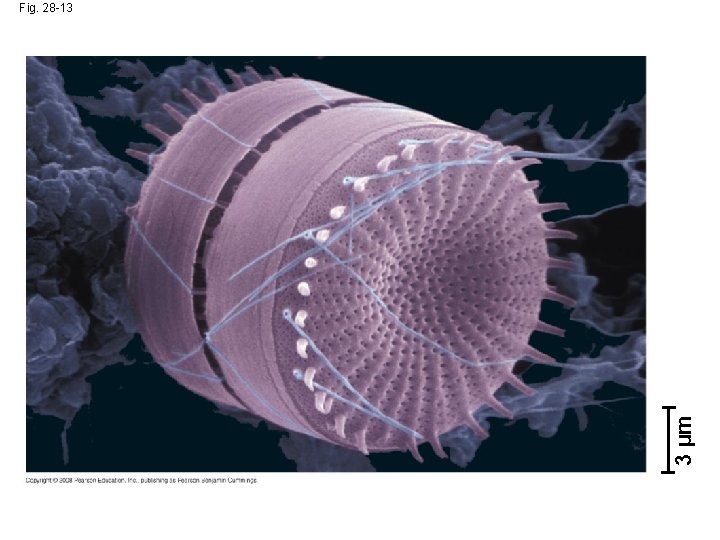 3 µm Fig. 28 -13 