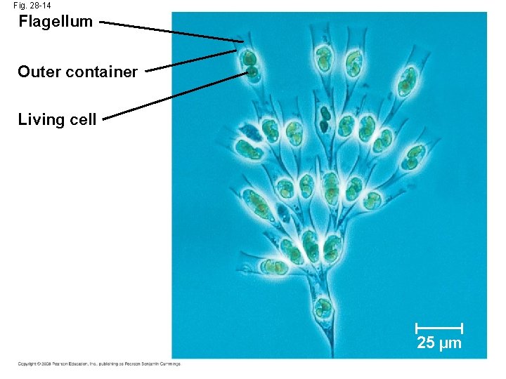 Fig. 28 -14 Flagellum Outer container Living cell 25 µm 