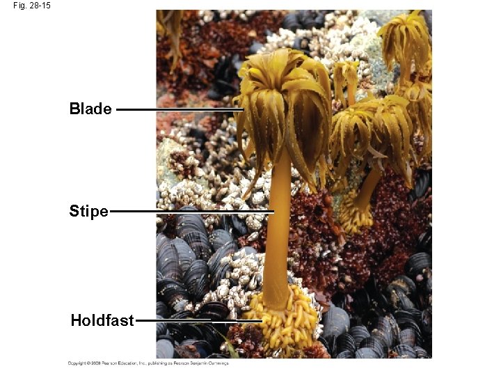 Fig. 28 -15 Blade Stipe Holdfast 