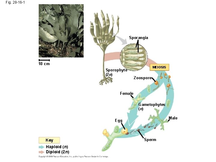 Fig. 28 -16 -1 Sporangia 10 cm Sporophyte (2 n) MEIOSIS Zoospore Female Gametophytes