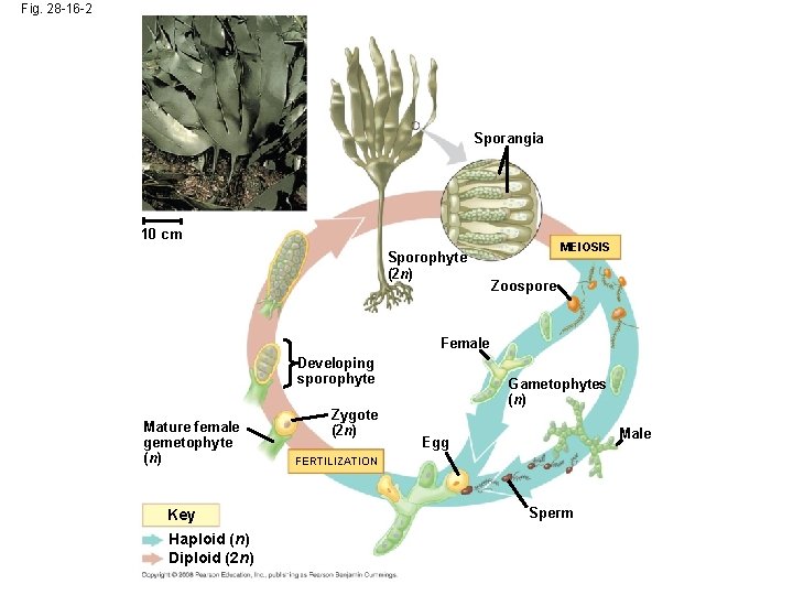 Fig. 28 -16 -2 Sporangia 10 cm Sporophyte (2 n) MEIOSIS Zoospore Female Developing