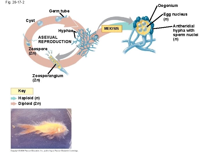 Fig. 28 -17 -2 Oogonium Germ tube Egg nucleus (n) Cyst Hyphae ASEXUAL REPRODUCTION