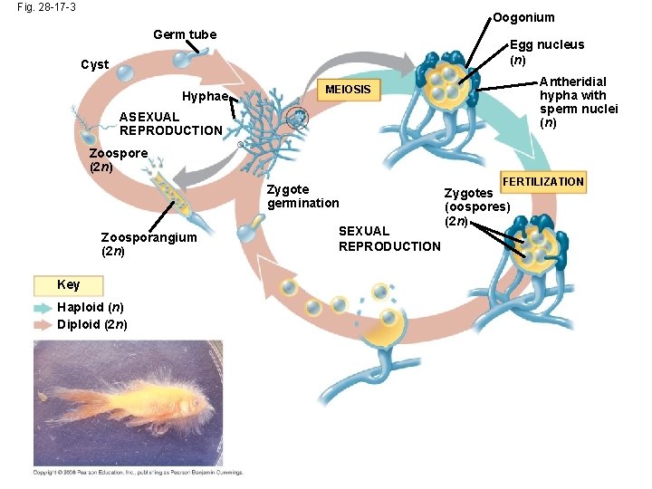 Fig. 28 -17 -3 Oogonium Germ tube Egg nucleus (n) Cyst Hyphae Antheridial hypha