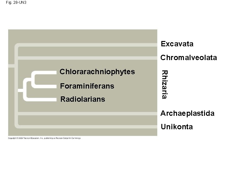 Fig. 28 -UN 3 Excavata Chromalveolata Foraminiferans Radiolarians Rhizaria Chlorarachniophytes Archaeplastida Unikonta 