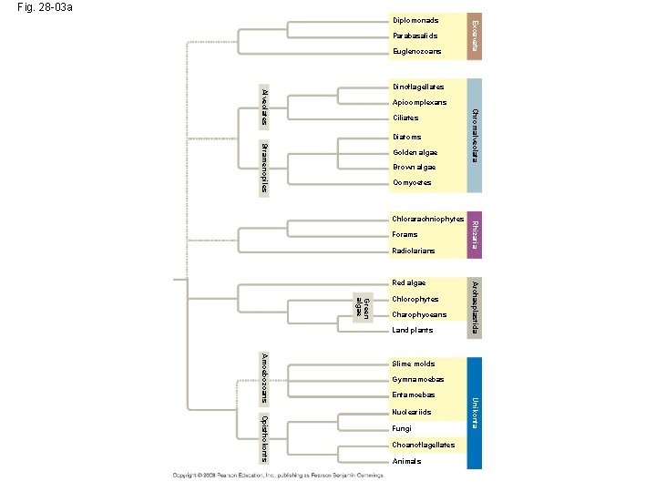 Fig. 28 -03 a Parabasalids Euglenozoans Excavata Diplomonads Alveolates Dinoflagellates Apicomplexans Diatoms Stramenopiles Golden