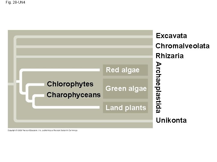 Fig. 28 -UN 4 Excavata Chromalveolata Rhizaria Chlorophytes Green algae Charophyceans Land plants Archaeplastida