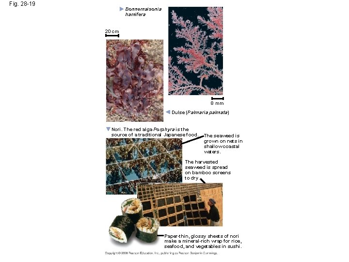 Fig. 28 -19 Bonnemaisonia hamifera 20 cm 8 mm Dulse (Palmaria palmata) Nori. The