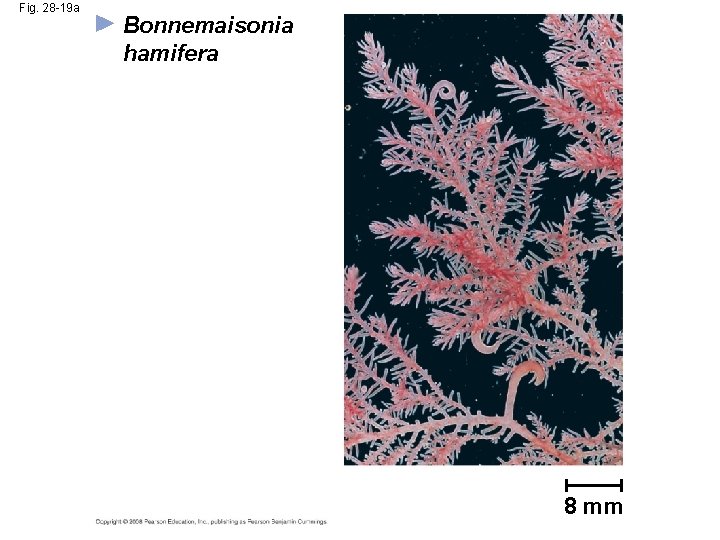 Fig. 28 -19 a Bonnemaisonia hamifera 8 mm 