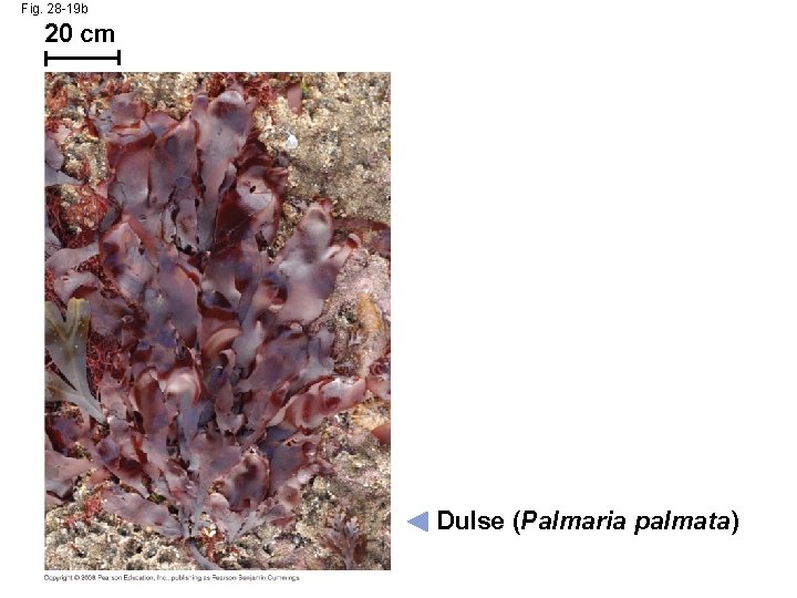 Fig. 28 -19 b 20 cm Dulse (Palmaria palmata) 