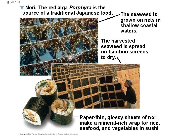 Fig. 28 -19 c Nori. The red alga Porphyra is the source of a