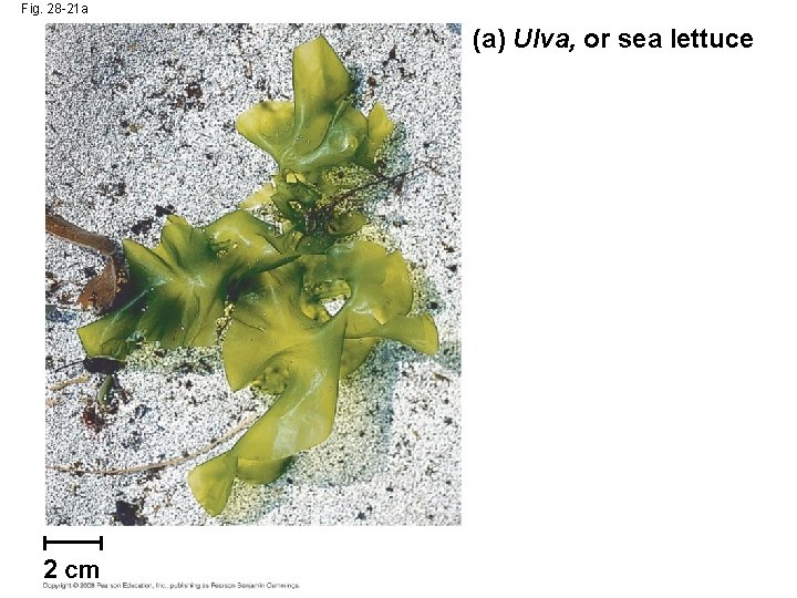 Fig. 28 -21 a (a) Ulva, or sea lettuce 2 cm 