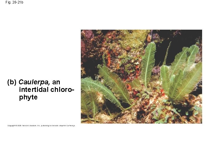 Fig. 28 -21 b (b) Caulerpa, an intertidal chlorophyte 