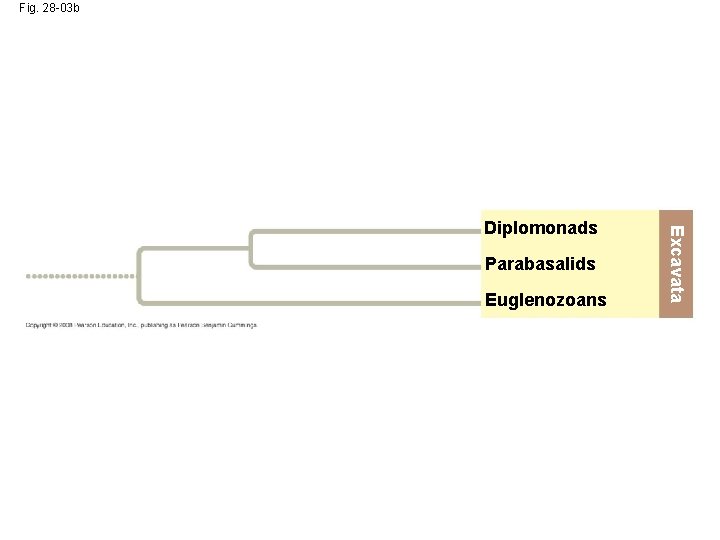 Fig. 28 -03 b Parabasalids Euglenozoans Excavata Diplomonads 