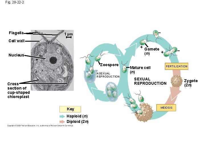 Fig. 28 -22 -2 Flagella – 1 µm Cell wall + Gamete + (n)