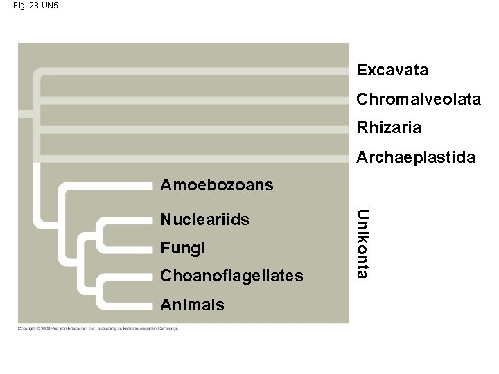 Fig. 28 -UN 5 Excavata Chromalveolata Rhizaria Archaeplastida Amoebozoans Fungi Choanoflagellates Animals Unikonta Nucleariids