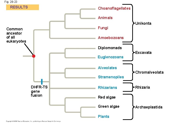 Fig. 28 -23 RESULTS Choanoflagellates Animals Unikonta Fungi Common ancestor of all eukaryotes Amoebozoans