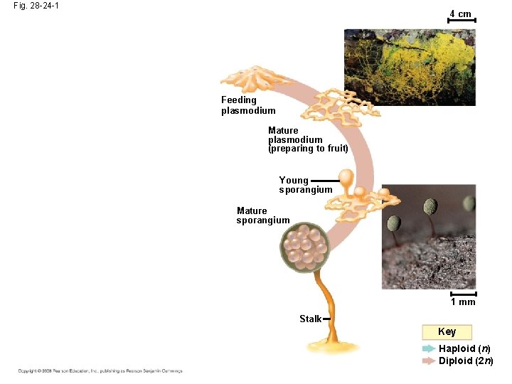 Fig. 28 -24 -1 4 cm Feeding plasmodium Mature plasmodium (preparing to fruit) Young