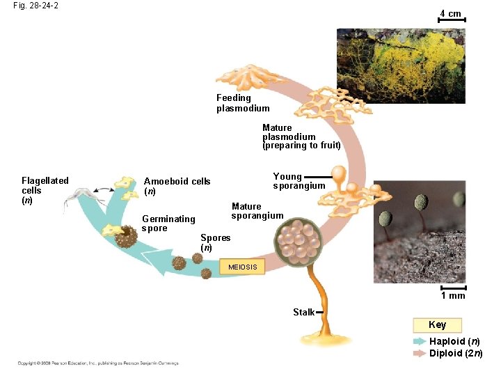 Fig. 28 -24 -2 4 cm Feeding plasmodium Mature plasmodium (preparing to fruit) Flagellated