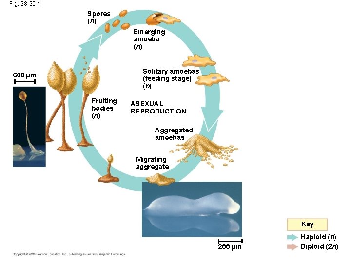 Fig. 28 -25 -1 Spores (n) Emerging amoeba (n) Solitary amoebas (feeding stage) (n)