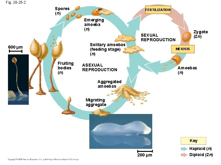 Fig. 28 -25 -2 Spores (n) FERTILIZATION Emerging amoeba (n) Zygote (2 n) SEXUAL