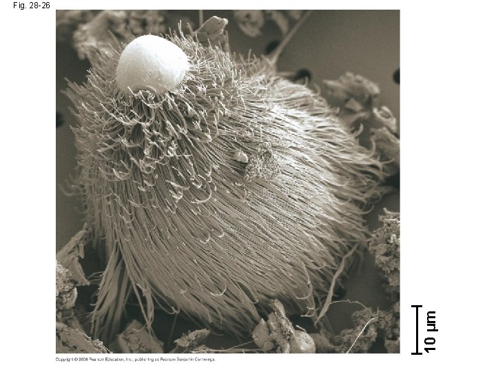 10 µm Fig. 28 -26 