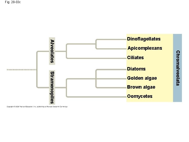 Fig. 28 -03 c Apicomplexans Ciliates Stramenopiles Diatoms Golden algae Brown algae Oomycetes Chromalveolata