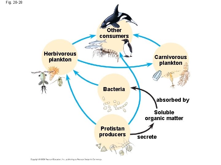 Fig. 28 -28 Other consumers Herbivorous plankton Carnivorous plankton Bacteria absorbed by Soluble organic