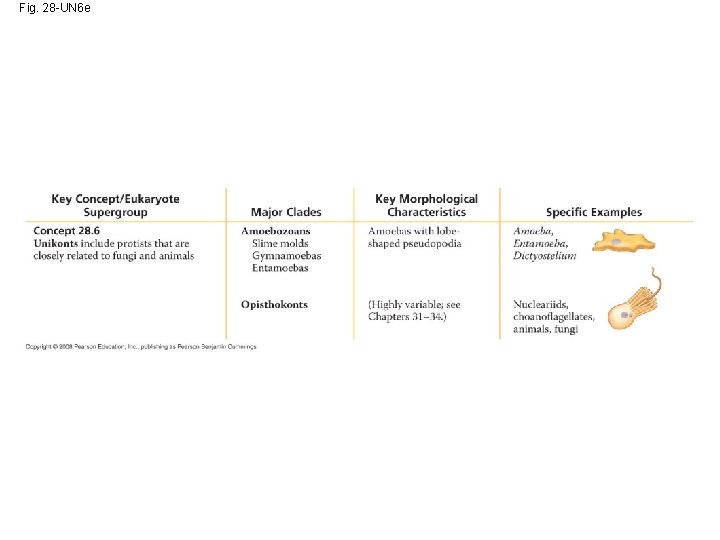 Fig. 28 -UN 6 e 