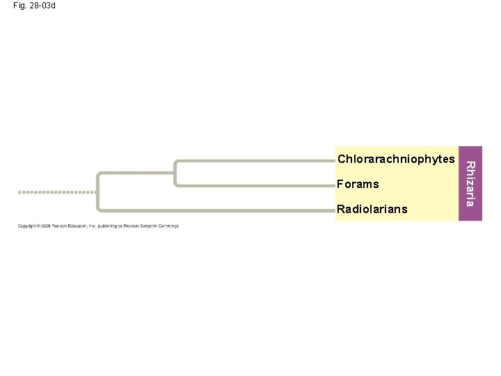 Fig. 28 -03 d Forams Radiolarians Rhizaria Chlorarachniophytes 