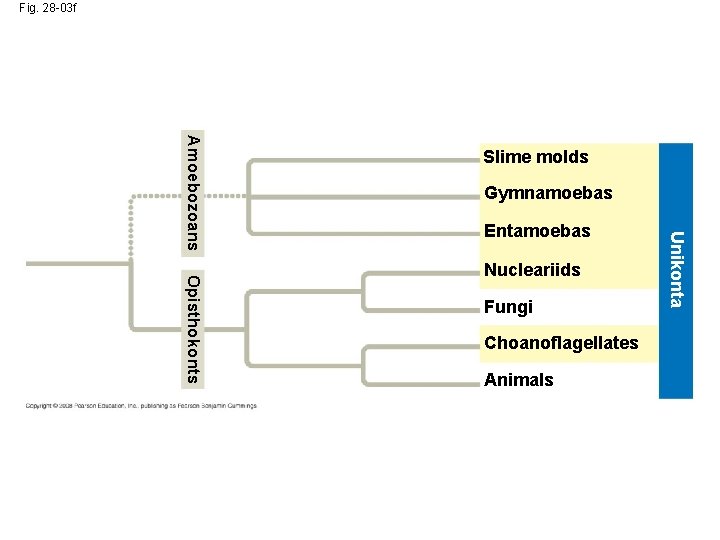 Fig. 28 -03 f Gymnamoebas Entamoebas Opisthokonts Nucleariids Fungi Choanoflagellates Animals Unikonta Amoebozoans Slime