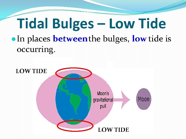 Tidal Bulges – Low Tide ● In places between the bulges, low tide is