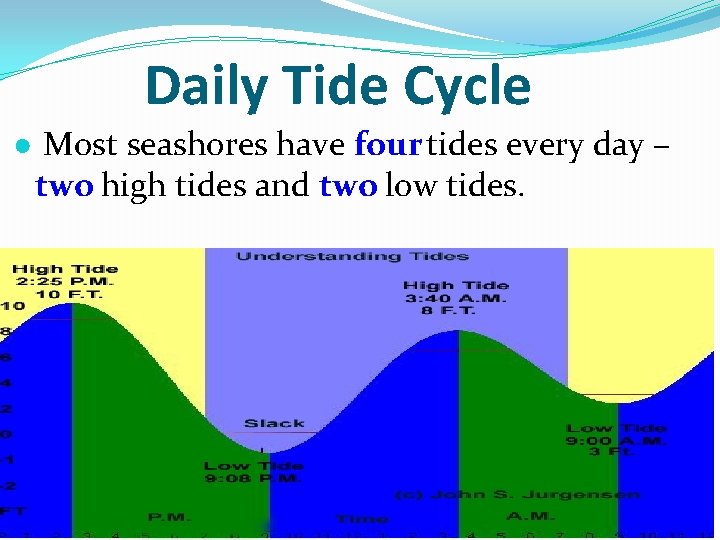 Daily Tide Cycle ● Most seashores have four tides every day – two high