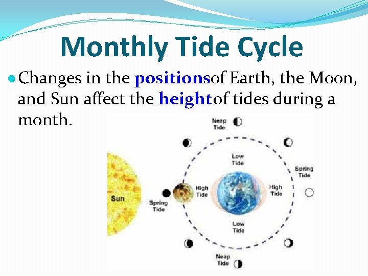 Monthly Tide Cycle ● Changes in the positionsof Earth, the Moon, and Sun affect