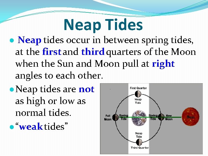 Neap Tides ● Neap tides occur in between spring tides, at the first and