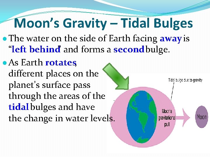 Moon’s Gravity – Tidal Bulges ● The water on the side of Earth facing