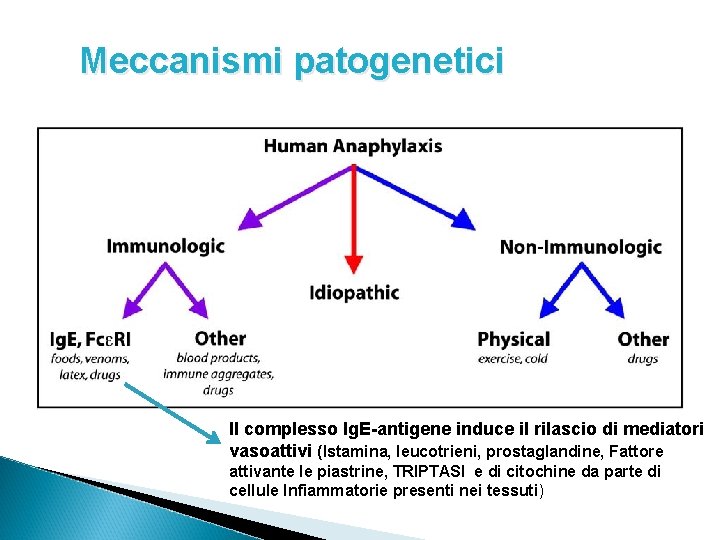 Meccanismi patogenetici Il complesso Ig. E-antigene induce il rilascio di mediatori vasoattivi (Istamina, leucotrieni,