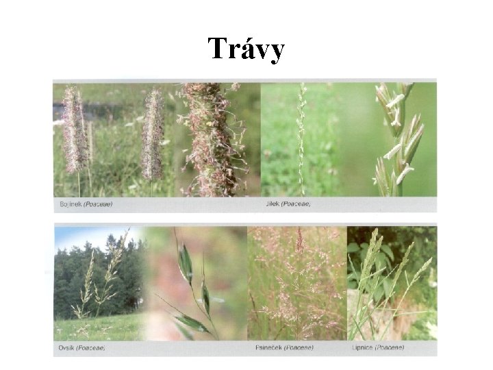 Trávy 